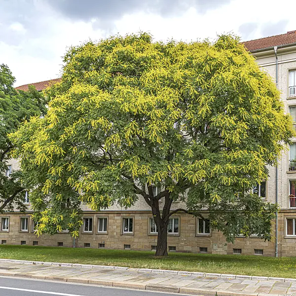 616249 - Golden rain tree (Koelreuteria paniculata)