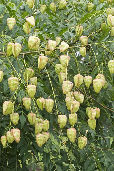 559114 - Golden rain tree (Koelreuteria paniculata var. apiculata)