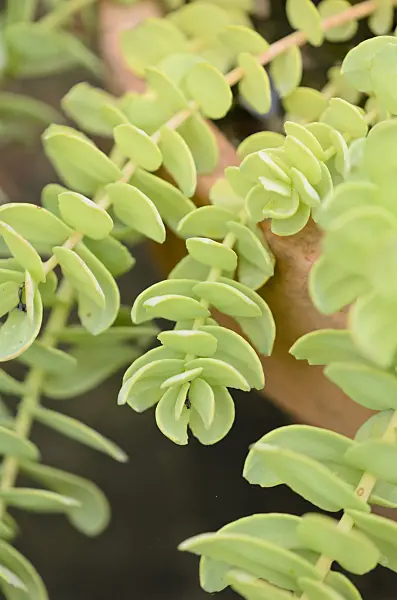 523001 - Golden root (Rhodiola rosea)