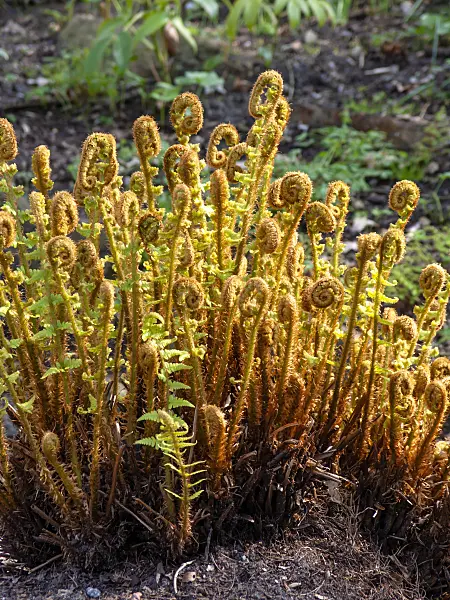 459047 - Golden shield fern (Dryopteris affinis)