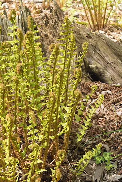 556094 - Golden shield fern (Dryopteris affinis)