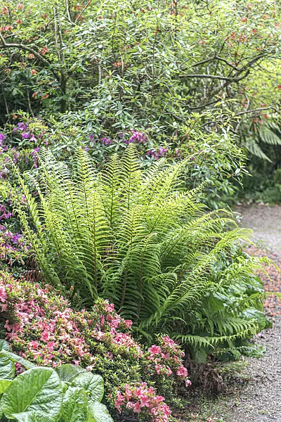 651224 - Golden shield fern (Dryopteris affinis)
