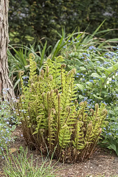 625186 - Golden shield fern (Dryopteris affinis 'Crispa')
