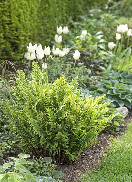 625187 - Golden shield fern (Dryopteris affinis 'Crispa')