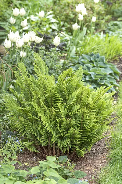 625188 - Golden shield fern (Dryopteris affinis 'Crispa')