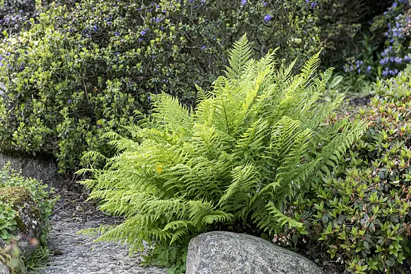 638083 - Golden shield fern (Dryopteris affinis 'Crispa')