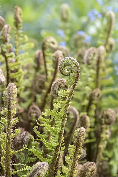 651223 - Golden shield fern (Dryopteris affinis 'Crispa')