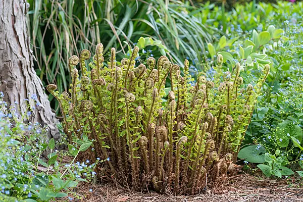 664120 - Golden shield fern (Dryopteris affinis 'Crispa')