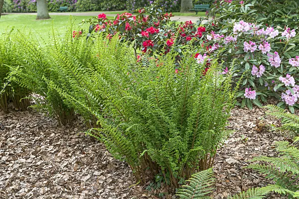 625189 - Golden shield fern (Dryopteris affinis 'Cristata')