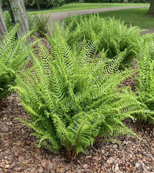 625190 - Golden shield fern (Dryopteris affinis 'Cristata')