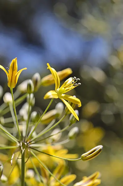 508428 - Golden star (Bloomeria crocea)