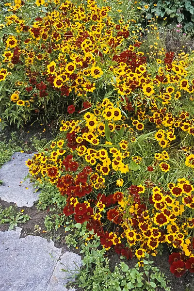 368024 - Golden tickseed (Coreopsis tinctoria)