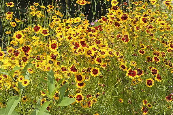487236 - Golden tickseed (Coreopsis tinctoria)