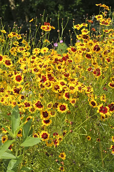 487237 - Golden tickseed (Coreopsis tinctoria)