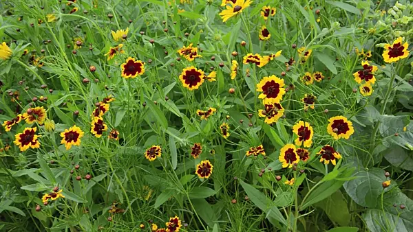 498264 - Golden tickseed (Coreopsis tinctoria)
