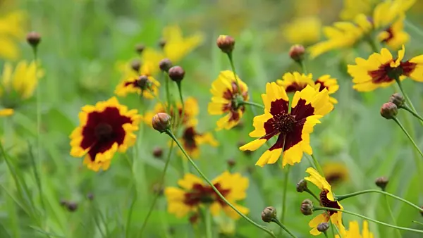 498265 - Golden tickseed (Coreopsis tinctoria)