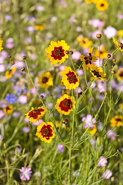 535072 - Golden tickseed (Coreopsis tinctoria)
