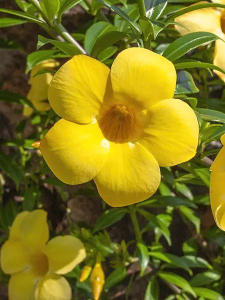 411202 - Golden trumpet (Allamanda cathartica)