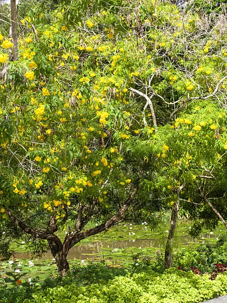 434046 - Golden trumpet tree (Tabebuia chrysantha)