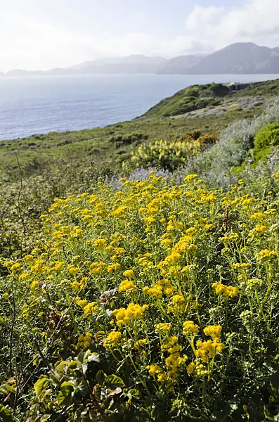 508463 - Golden yarrow (Eriophyllum confertiflorum)