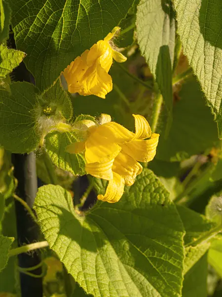 404079 - Goldencreeper (Thladiantha dubia)