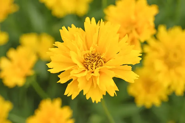 474215 - Goldenmane tickseed (Coreopsis basalis)