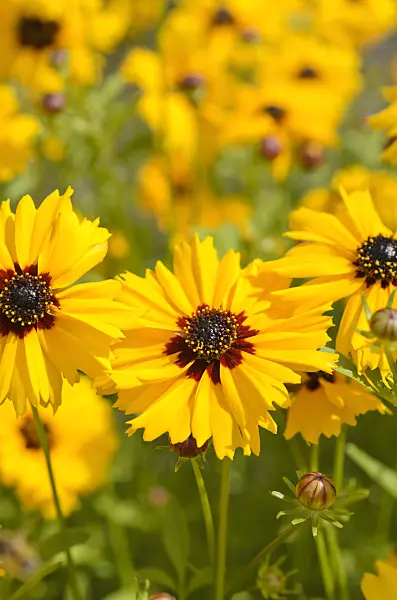 498193 - Goldenmane tickseed (Coreopsis basalis)