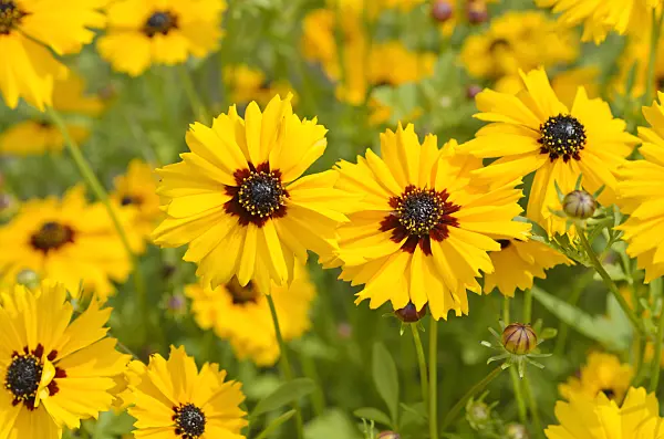498194 - Goldenmane tickseed (Coreopsis basalis)