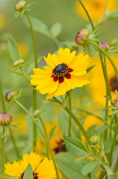 534280 - Goldenmane tickseed (Coreopsis basalis)