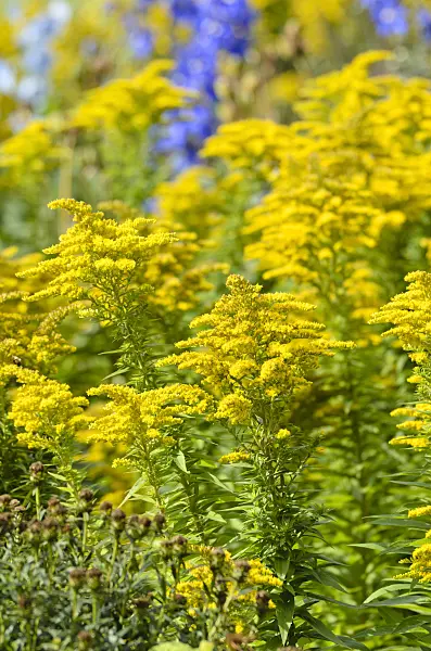 500023 - Goldenrod (Solidago)