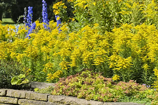 500024 - Goldenrod (Solidago)