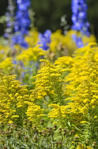 500025 - Goldenrod (Solidago)