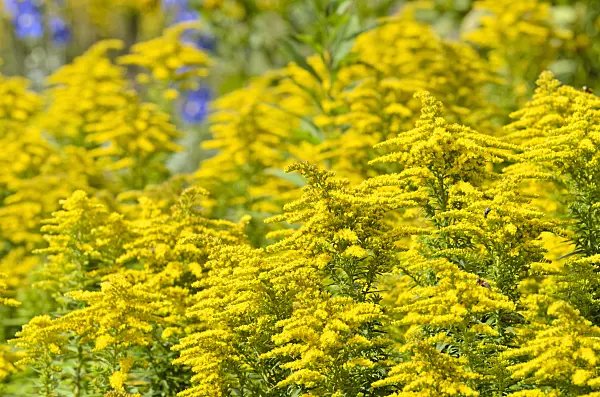 500026 - Goldenrod (Solidago)