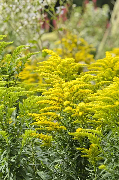 500031 - Goldenrod (Solidago)