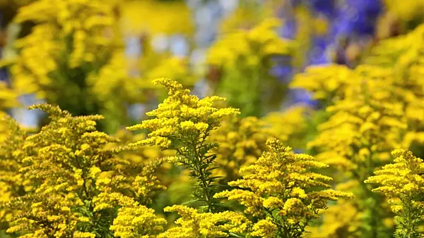 500043 - Goldenrod (Solidago)