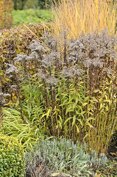 525322 - Goldenrod (Solidago)