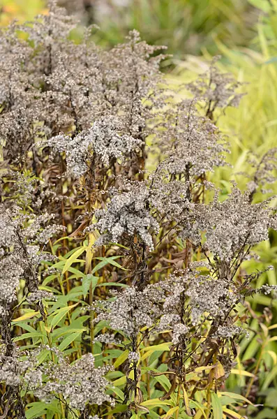 525323 - Goldenrod (Solidago)