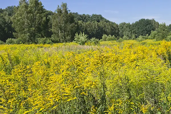 561040 - Goldenrod (Solidago)