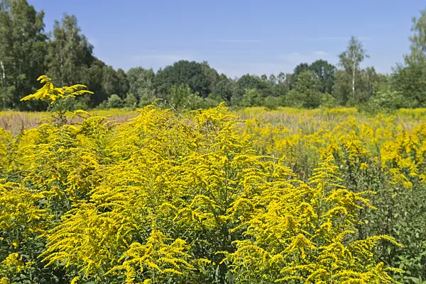 561041 - Goldenrod (Solidago)