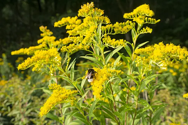 625082 - Goldenrod (Solidago) and bumble bee (Bombus)