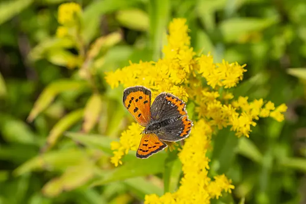 625084 - Goldenrod (Solidago) and common copper (Lycaena phlaeas)