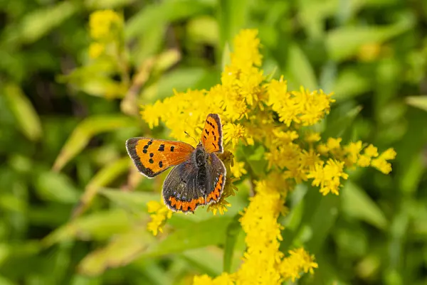 625085 - Goldenrod (Solidago) and common copper (Lycaena phlaeas)