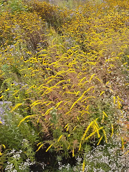 418051 - Goldenrod (Solidago) and cone flower (Rudbeckia)