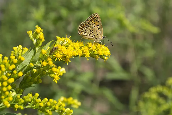 609035 - Goldenrod (Solidago) and Plebejus