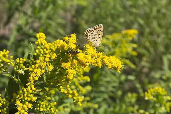 609037 - Goldenrod (Solidago) and Plebejus