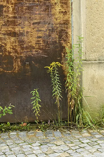 559036 - Goldenrod (Solidago) in front of a house entrance, Görlitz, Germany