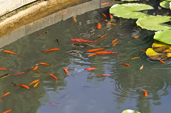 486220 - Goldfish (Carassius auratus)  in a garden pond with water lily leaves