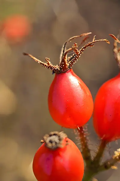 478015 - Goldgelbe Rose (Rosa xanthina)
