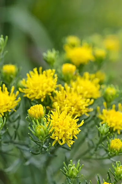 475159 - Goldilocks (Aster linosyris)