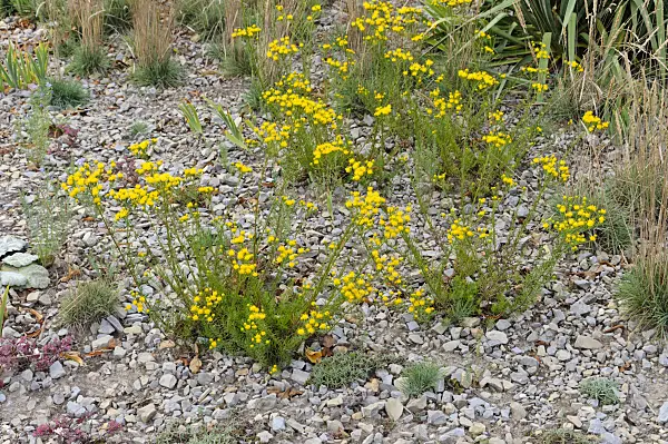 476142 - Goldilocks (Aster linosyris)